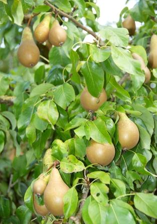 Pyrus communis Conference - perenboom