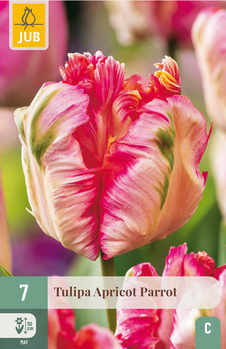 Bloembol verpakking met een roze papagaai tulp bloemen.