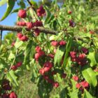 Euonymus europaeus - Kardinaalsmuts - Kardinaalshoed.