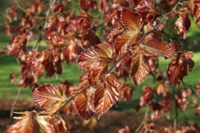 Fagus sylvatica 'Atropunicea' - Rode beuk