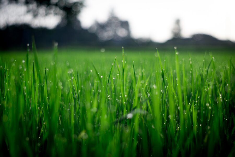 Gazon, gras close up
