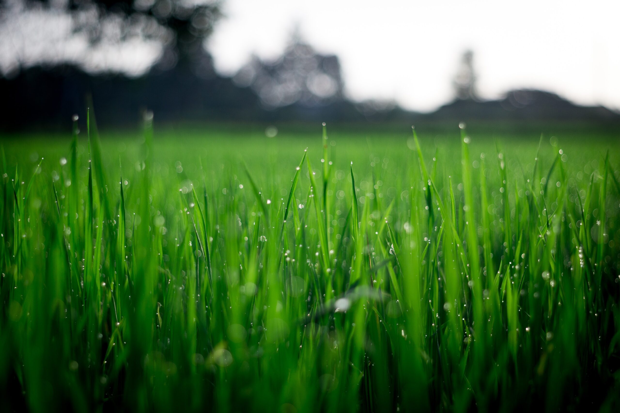 Gazon, gras close up