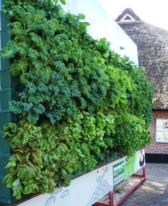 Minigarden groentewand