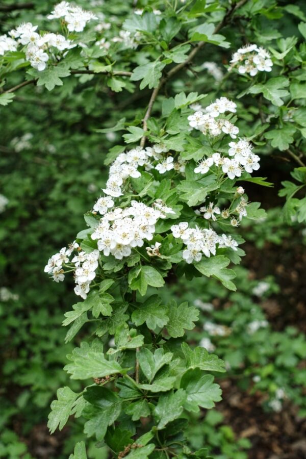 Crataegus monogyna meidoorn struik heester