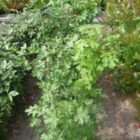 Veldesdoorn (Acer campestre)