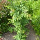 Haagbeuk Carpinus betulus