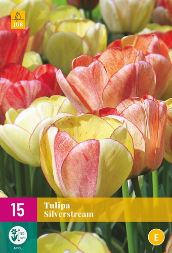 bloembollen van de tulipa silverstream.