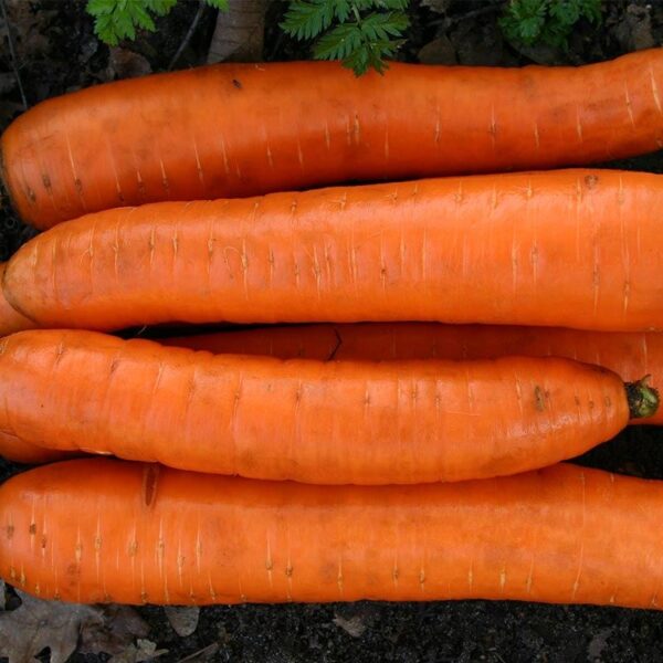 Winterwortel moestuin