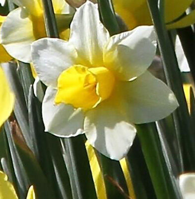 bloem-1