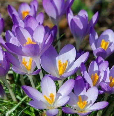 bloem-2