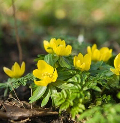 bloem-3