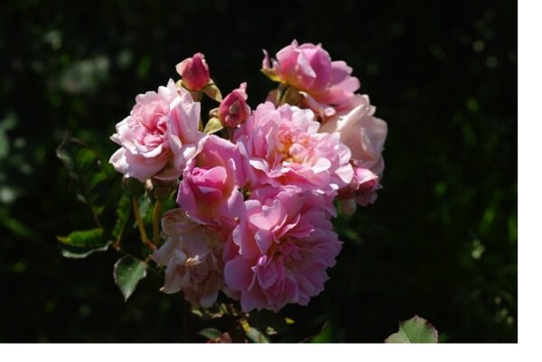 bloeiende rozen met gevulde bloemen, zachtroze met een zweem van lichtgeel.
