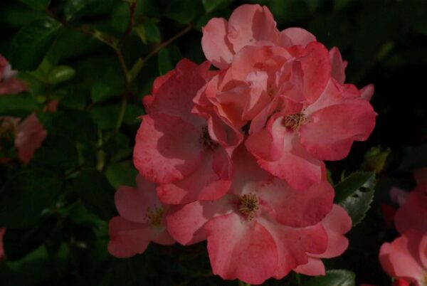 Bloeiende pink blanket roos. roze open bloemen.