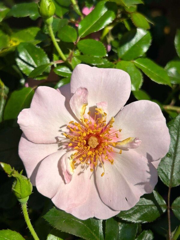 Roze open bloeiende bloem van de roos Sophie's Eyes.