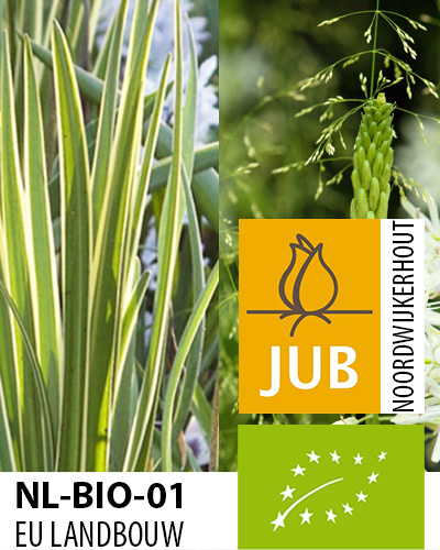 Bloembol verpakking met groen met geel gerand camassia blad met het gecertificeerd EU biologische keurmerk label.