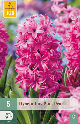 Bloembol verpakking met roze hyacint bloemen.